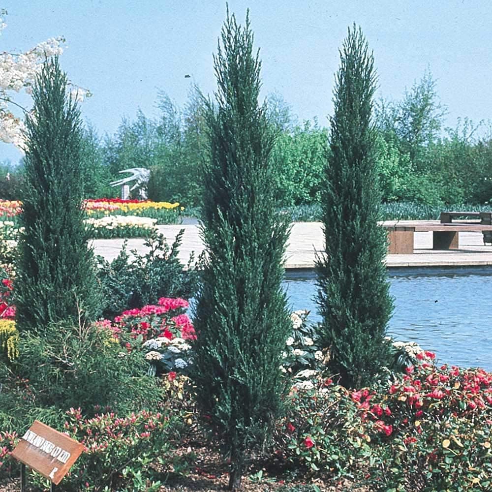 Skyrocket Juniper - 5 Live 4 Inch Pots - Juniperus Scopulorum - Formal Upright Evergreen Tree
