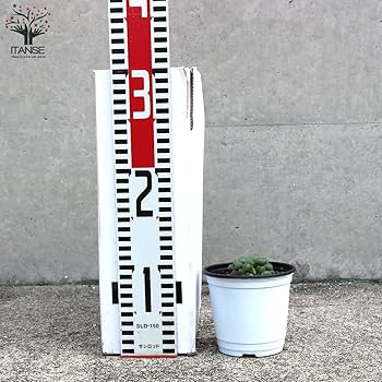 Amazon｜ITANSE ハオルチア・オブツーサ 3.5号ポット 3個