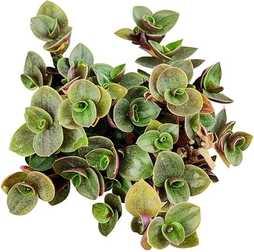 Callisia Repens - Planta rastrera de pulgadas, vid de tortuga, judío boliviano (2 pulgadas + maceta cultivadora), plantas de interior pequeñas para