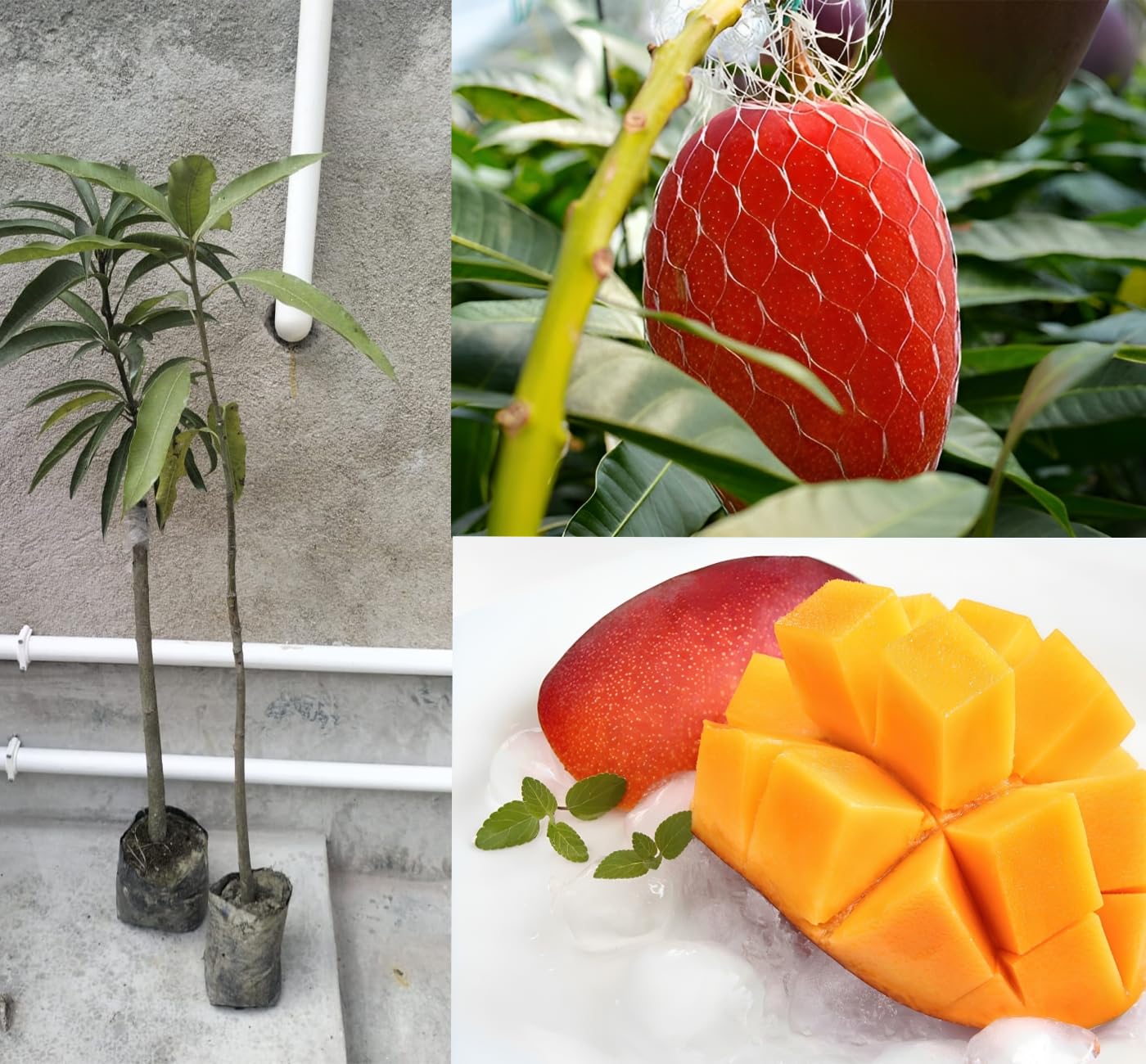 See full amazon price history chart for Pyanabi Combo 2 World’s Costliest Japanese Miyazaki Mango Plant Original (height 2-3 Feet) Mango Plant Hybrid Type Taiyo No Tamago Eggs Of Sun Exotic Mango Tree Grafted For Your Garden Pack Of 2 Pyanabi Combo 2 World’s Costliest Japanese Miyazaki Mango Plant Original (height 2-3 Feet) Mango Plant Hybrid Type Taiyo No Tamago Eggs Of Sun Exotic Mango Tree Grafted For Your Garden Pack Of 2 (B0CKNZ3D9K) Amazon Price History, Amazon Price Tracker