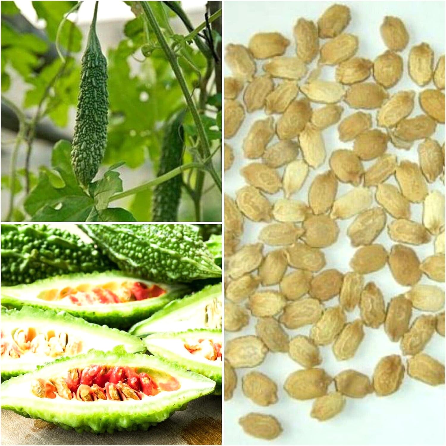 Amazon.com : 15 Green Skin Bitter Gourd Seeds Bitter Melon Seeds ...