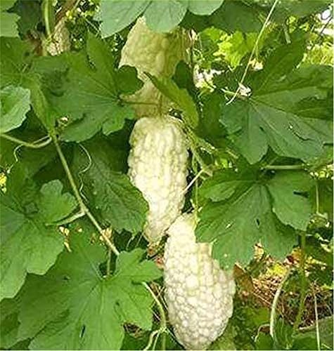 Miniatura 2 de Semillas de calabaza amarga 10+ Bálsamo de perlas blancas Semillas de melón de pera Verduras