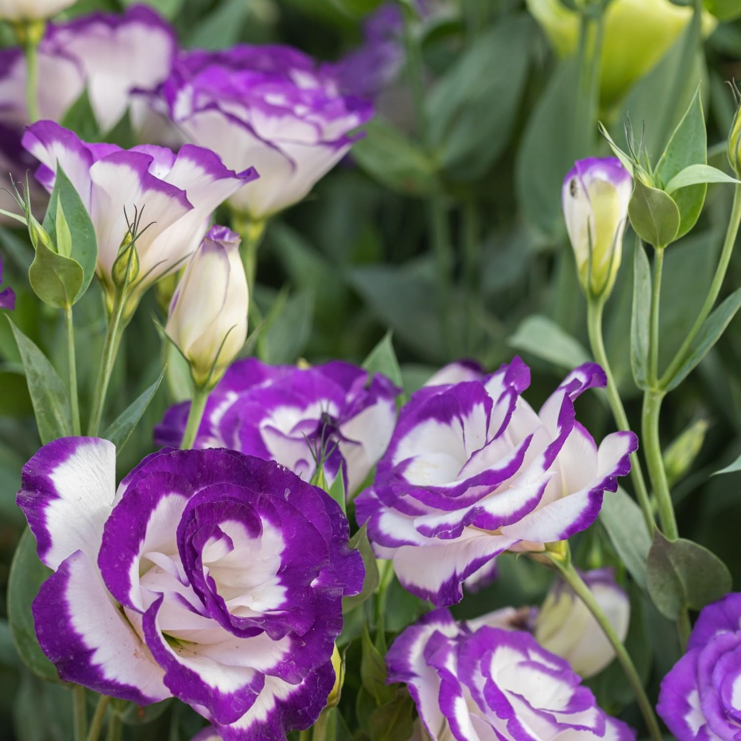 Blue Picotee Nandini Flower - Eustoma/Lisianthus Live Garden Plant-image-1