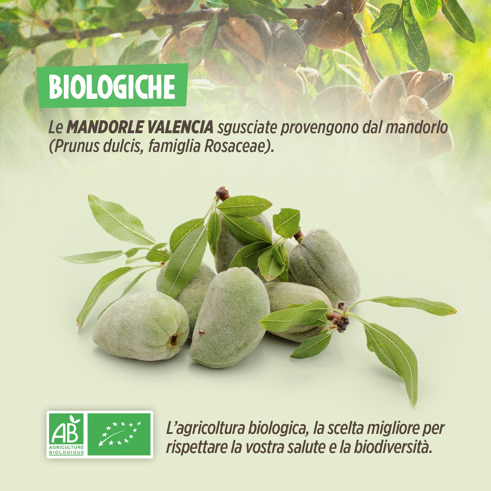 Mandorle Sgusciate Bio -1 kg