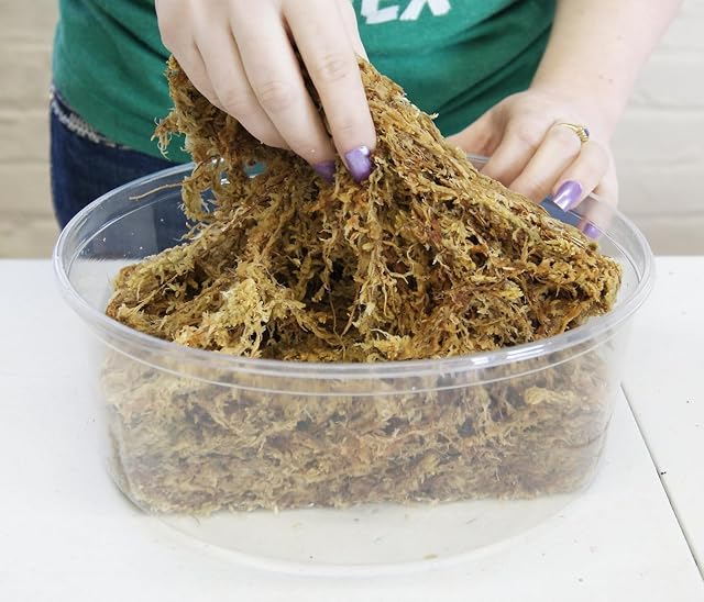 Foto 3 de 6 de besgrow Spagmoss Premium New Zealand Sphagnum - Musgo para todo tipo de flores, 150 gramos (12 litros)
