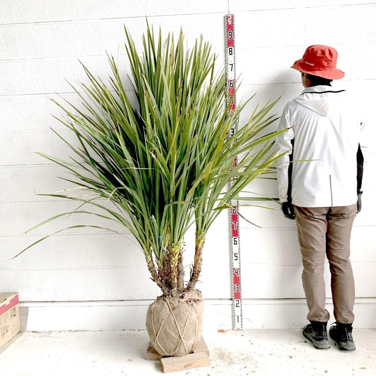 ココスヤシ 2本セット (251) 【公式通販】