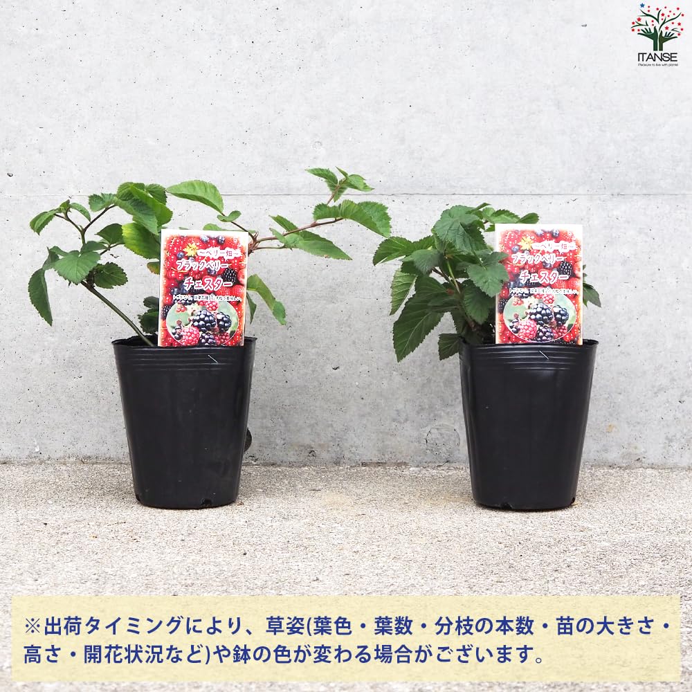 Amazon.co.jp: ブラックベリーの苗木 チェスター 12cmポット【品種で