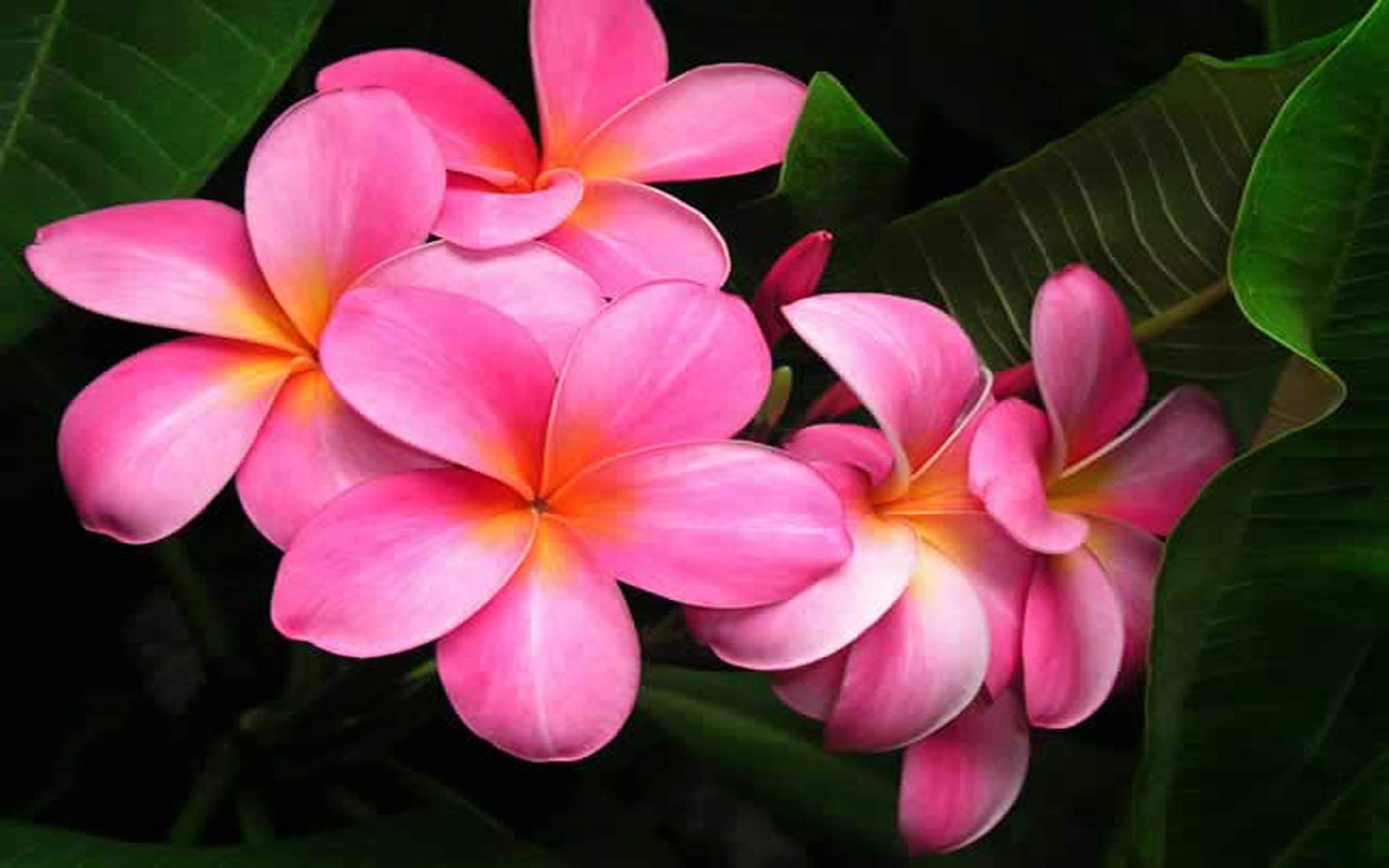 Amazon.com : HAWAIIAN PINK PLUMERIA PLANT CUTTING ~ GROW HAWAII