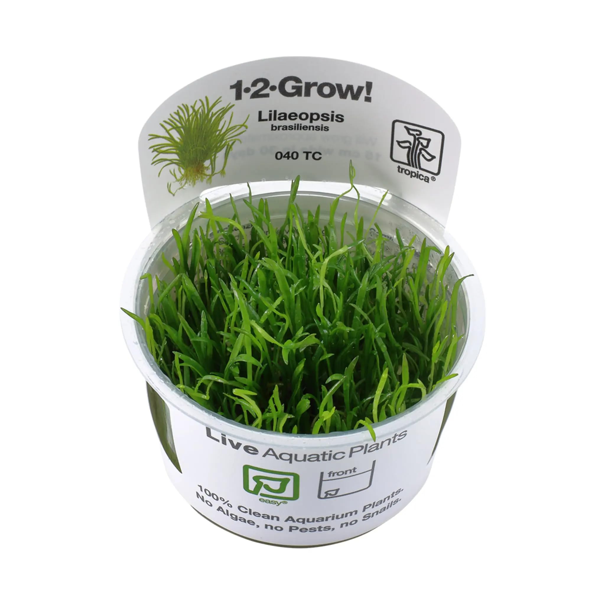 Tropica Lilaeopsis brasiliensis 1-2-GROW!