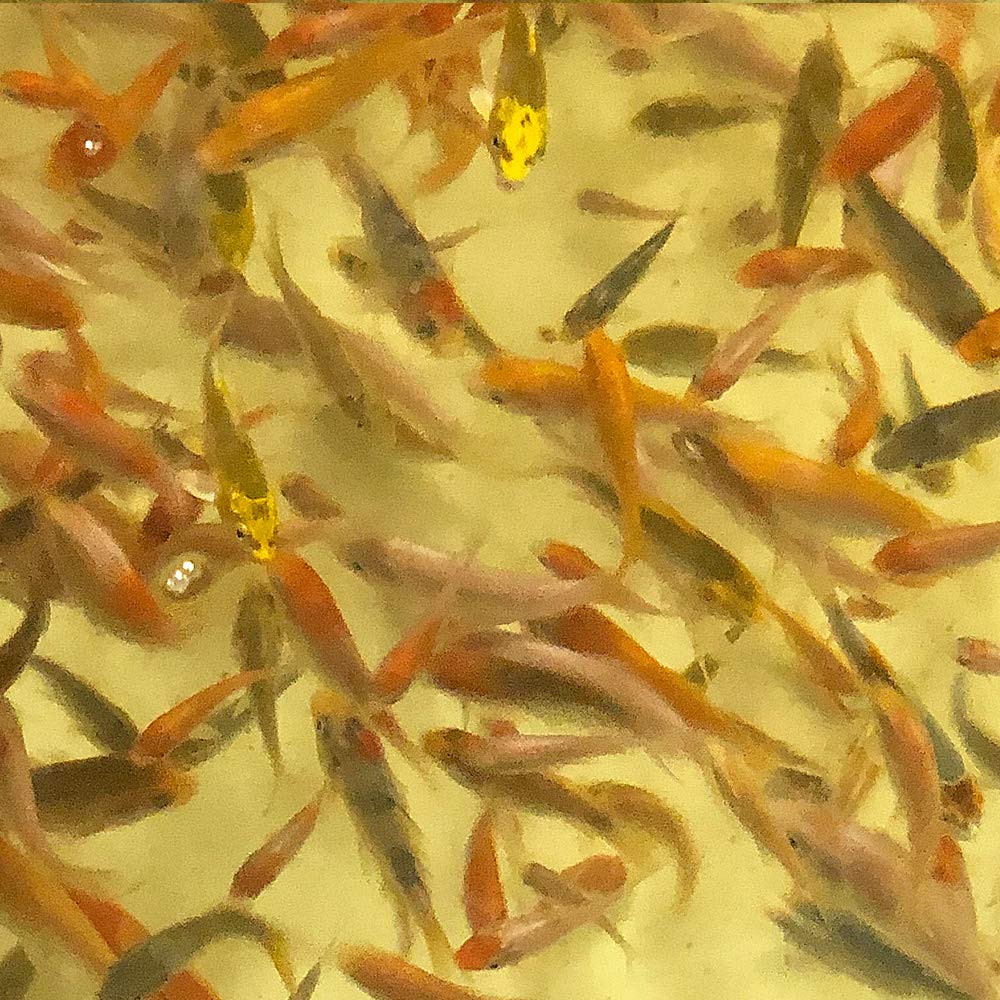 錦鯉稚魚  2~5cm 200尾 5000円No.1 Amazon | 【生体】 錦鯉 稚魚MIX 50匹 約1～5cm前後 コイ emuwai