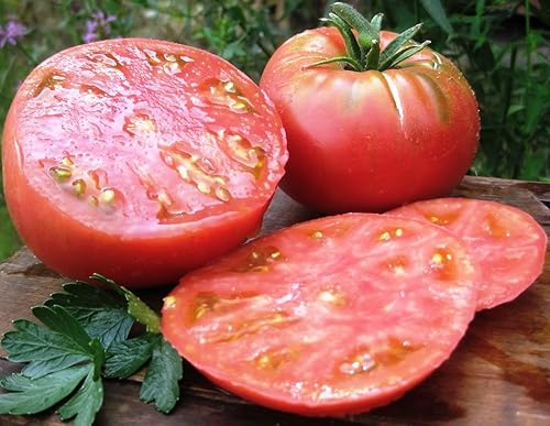Semillas Tomate Mikado Rojo Determinar Vegetales No OGM para Plantar