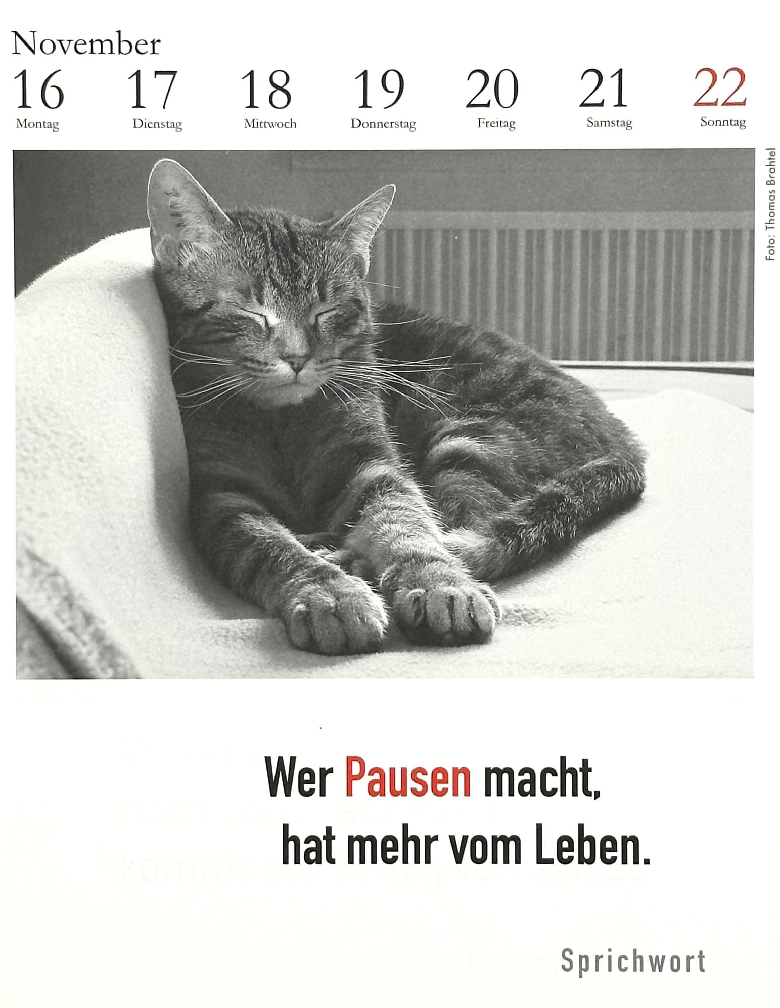 Der literarische Katzenkalender 2026. DAS ORIGINAL!