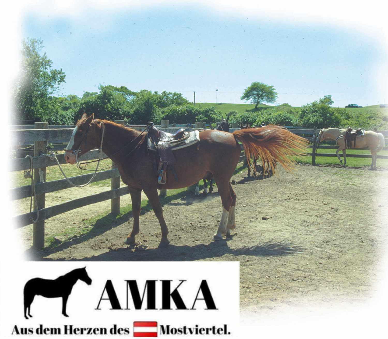 AMKA Westernsattel für Kinder DE ROSA schwarz/pink Ponysattel Shetty
