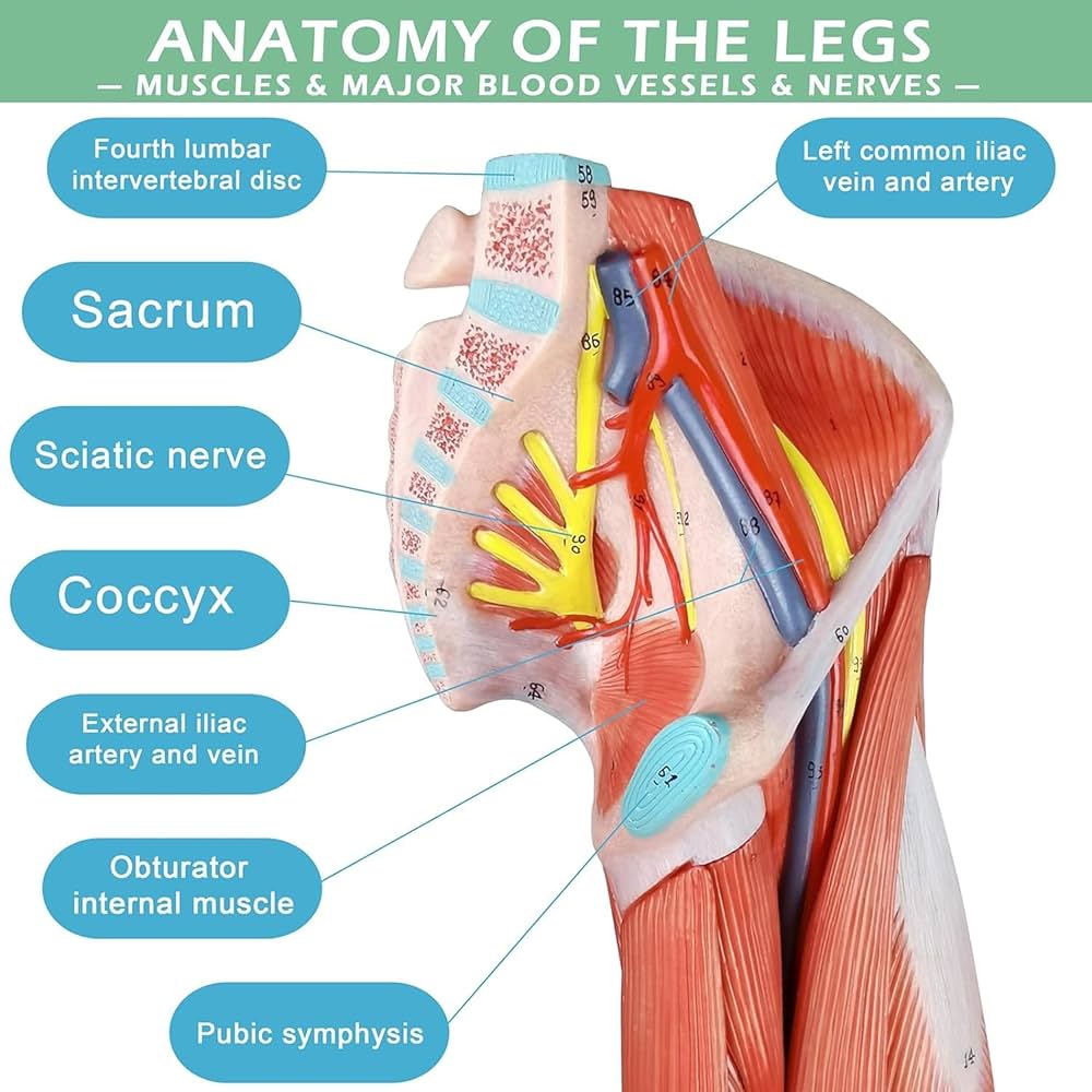 EVOTECH SCIENTIFIC 人体模型 筋肉付き腕モデル EVOTECH SCIENTIFIC 人体模型 筋肉付き腕モデル EVOTECH