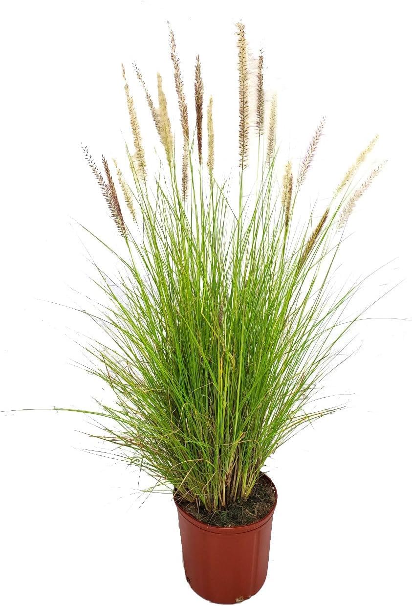 Garden Art Green Fountain Grass Pennisetum setaceum Beautiful Hedge Ntural Live Plants Outdoor House Plants In Nursery Growers Bag/Pots(Pack of 1 Healthy Live Plant) (B0CD2HJWJ9) Amazon Price History, Amazon Price Tracker