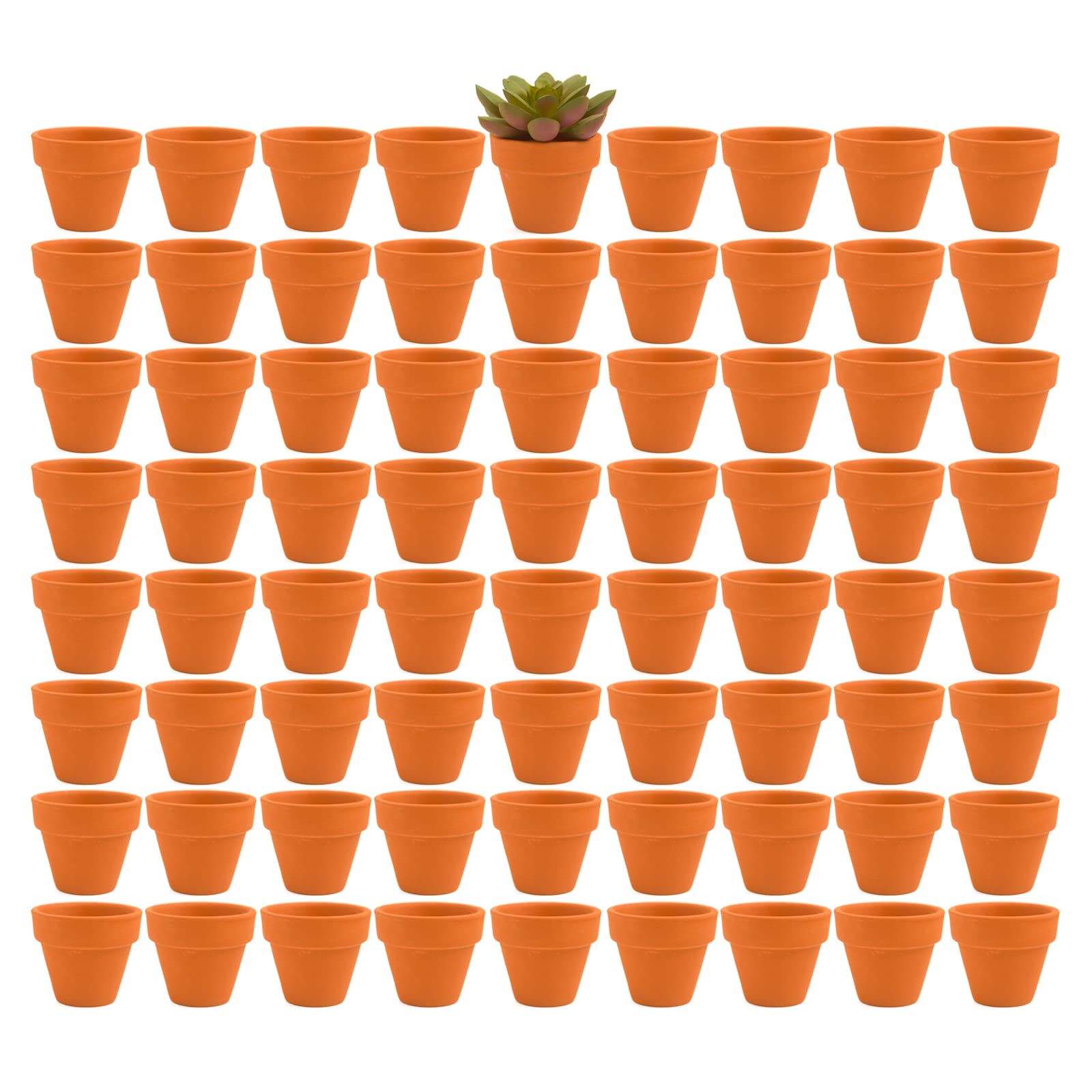 Fcacti  Terracotta Pots