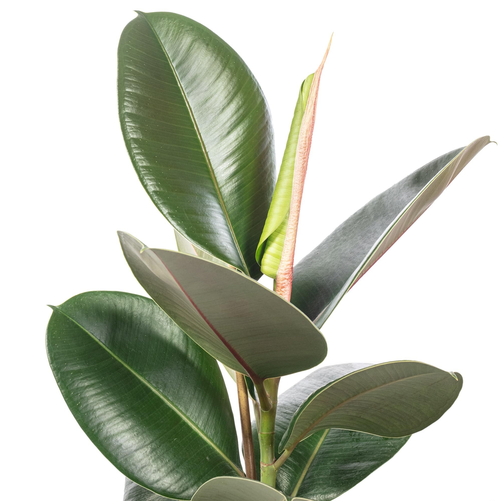 Gummibaum - pflegeleichte Zimmerpflanze, Ficus elastica 'Robusta' - Höhe ca. 50 cm, Topf-Ø 17 cm