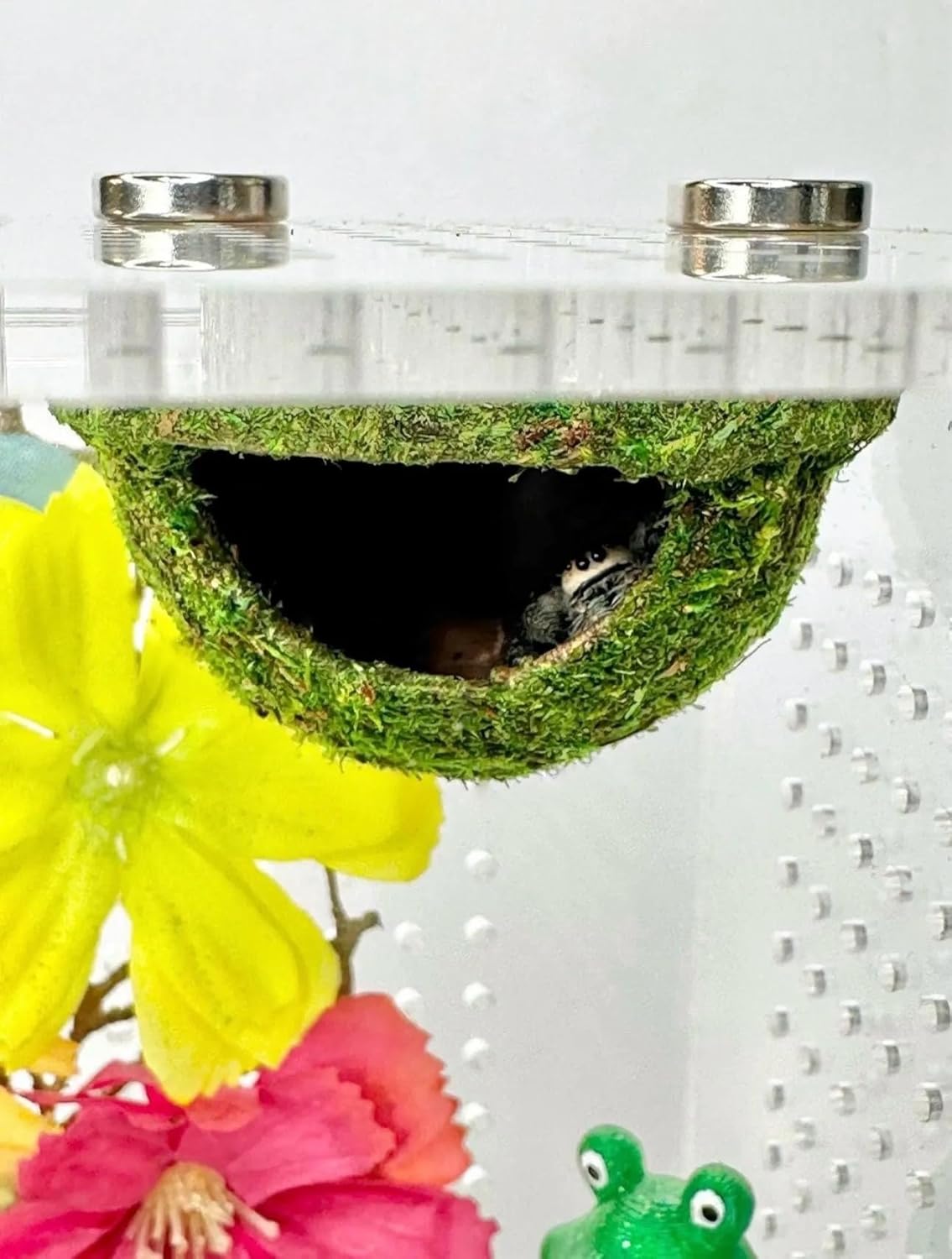 Magnetic Hanging Moss Hide, 2 Inch Circular, Decorative Reptile Moss, Plastic Construction, for Jumping Spider Habitat