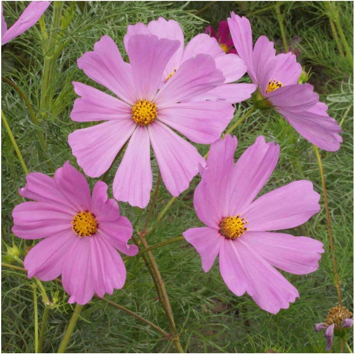 Everwilde Farms - 1 Lb Pinkie Cosmos Wildflower Seeds - Gold Vault