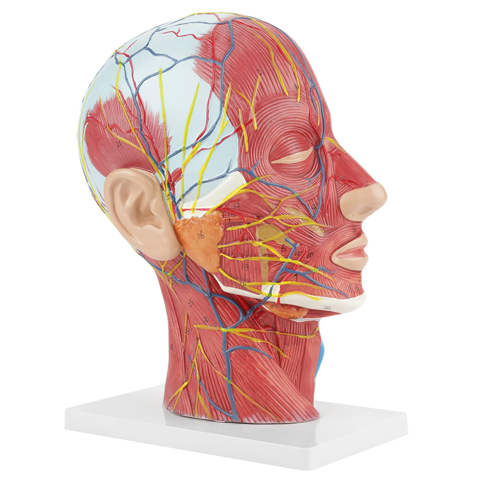 aqxreight Modello di Studio della Sezione del Collo, Anatomico, a Grandezza Naturale, della Testa, del Cervello, per l'educazione Scientifica