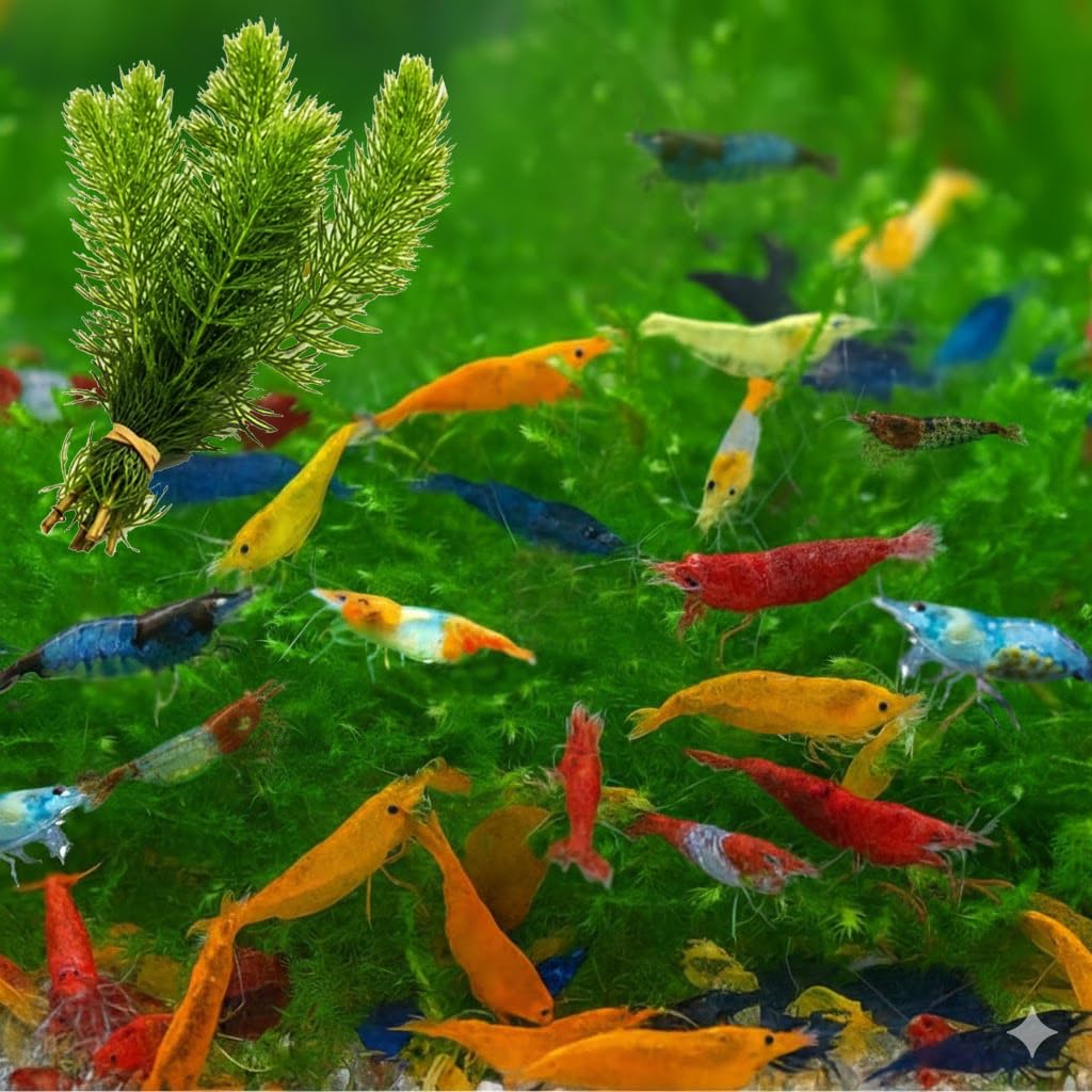Swimming Creatures™ Freshwater Aquarium Shrimp - A Perfect Combo to Brighten Your Aquarium! (20 Mixed + 1 Bunch Hornwort)