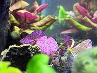 Review Image by Melanie Melanie