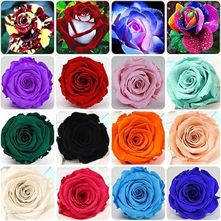 Sponsored Ad - 200+ Mixed Color Rose Seeds for Garden Planting 16 Varieties of Bush Perennial Shrub Heirloom 90% Germinati...