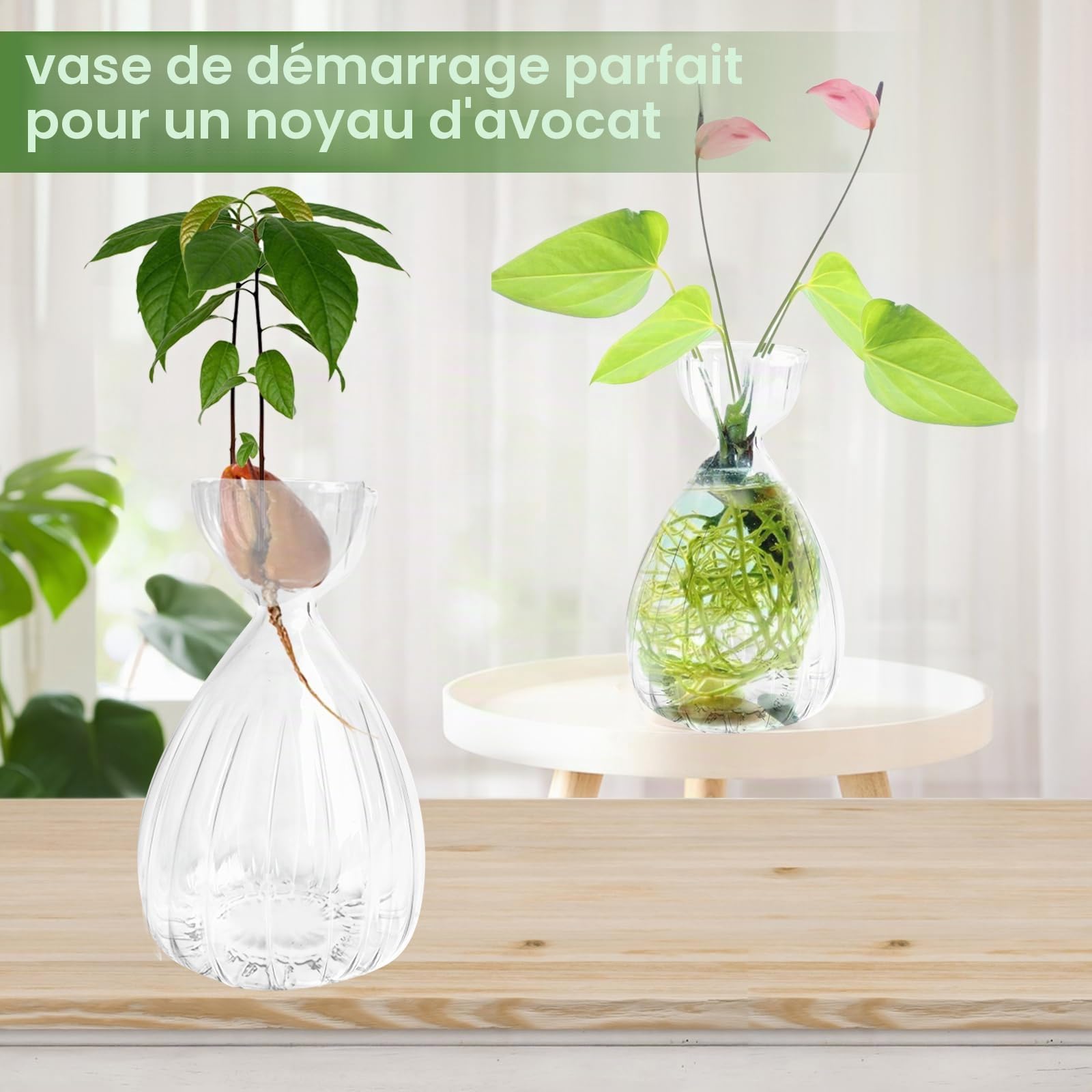 Lot de 2 pots en verre pour graines d'avocat, pots fleurs pour avocat en croissance, kit de culture d'arbre avocat en verre pour jardinage (Transparent)