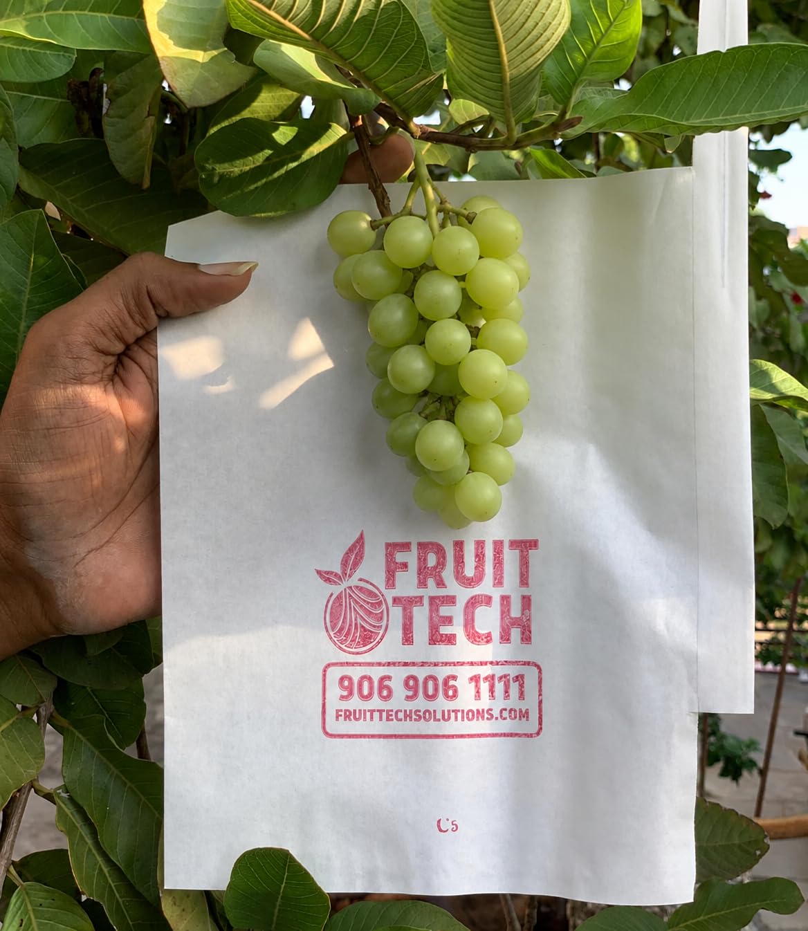 'Fruit TECH' Grapes Fruit Protection/Growth Covers and Bags 20X24CM (Pack of 100 coves Provides)-image-34