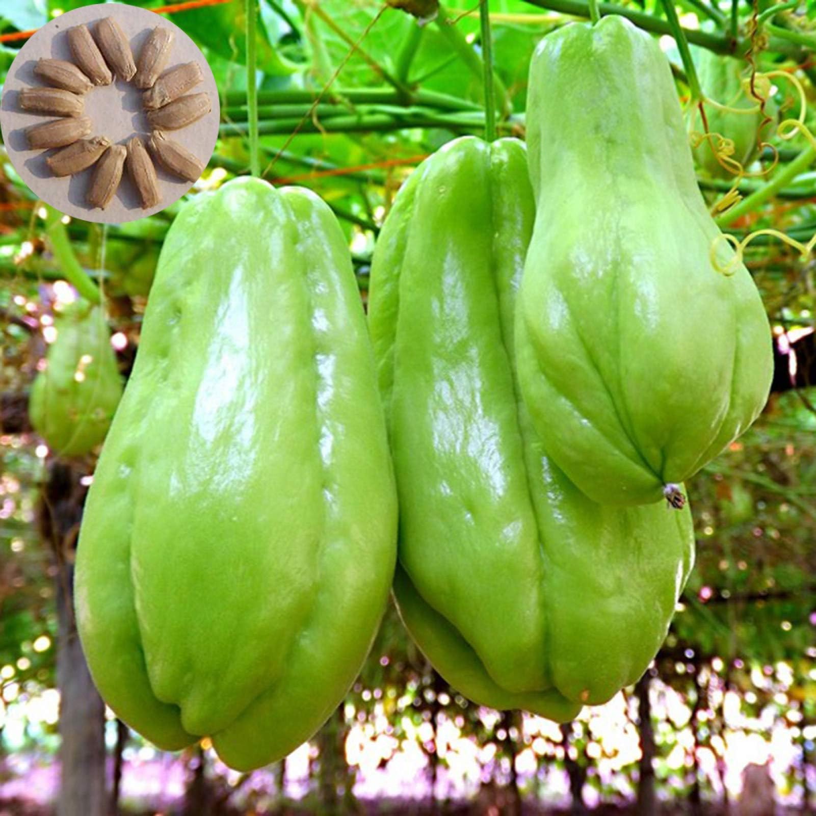 ZHOUBAA Seeds for Planting,20Pcs Delicious Chayote Bonsai Seeds Nutritious Vegetable Garden Yard Plant - Chayote Seeds