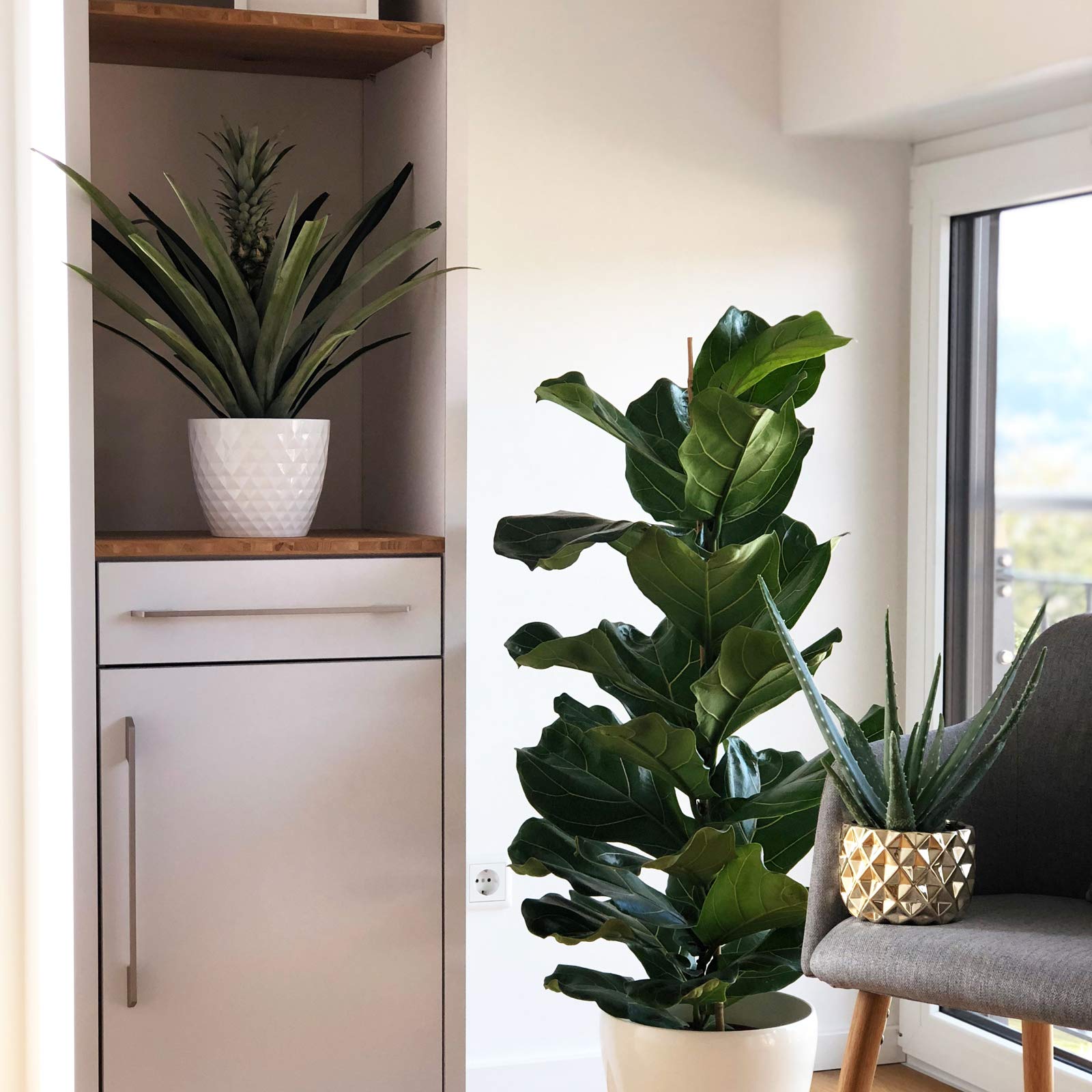 caring for an philodendron cordatum Philodendron 'Cordatum'  ECOVIBE