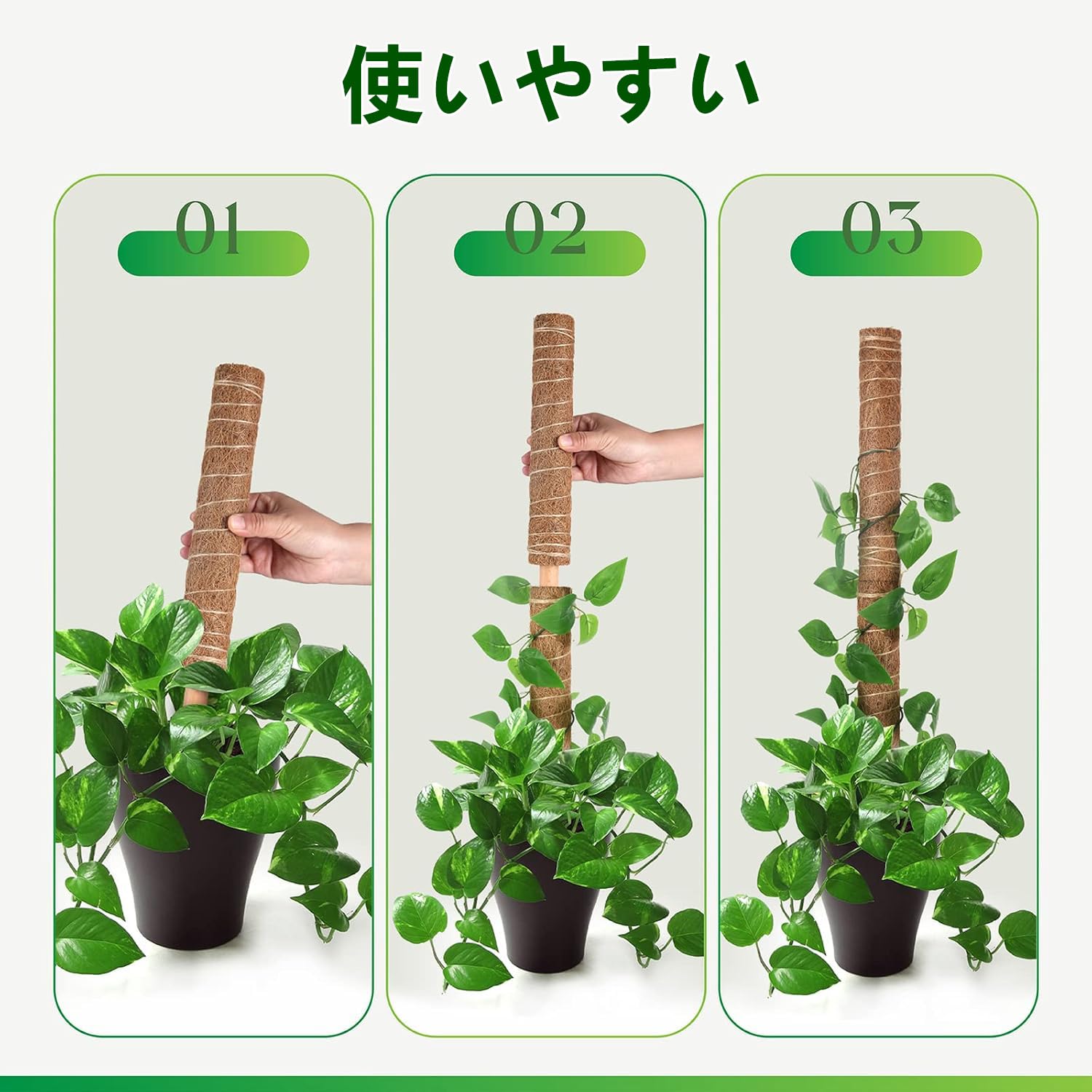 モンステラ・ポトス k Amazon | Whonline モスポール 27インチ 植物スティックサポート