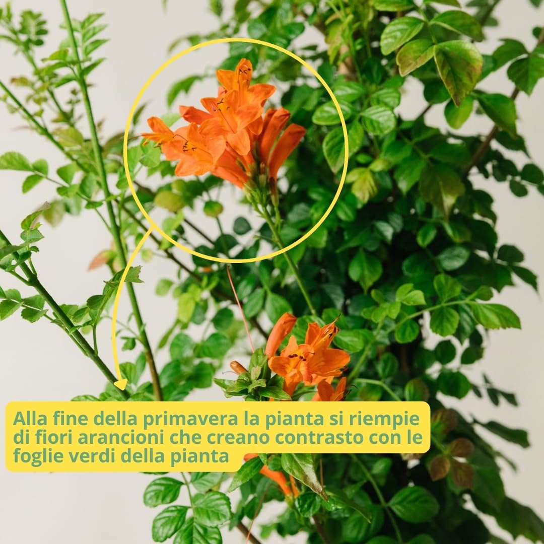 BIGNONIA CAPENSIS. Pianta rampicante da esterno, vaso da 19cm. Piante vere da esterno per giardino e pergolato. 6 mesi di concimazione con sistema Plantì.