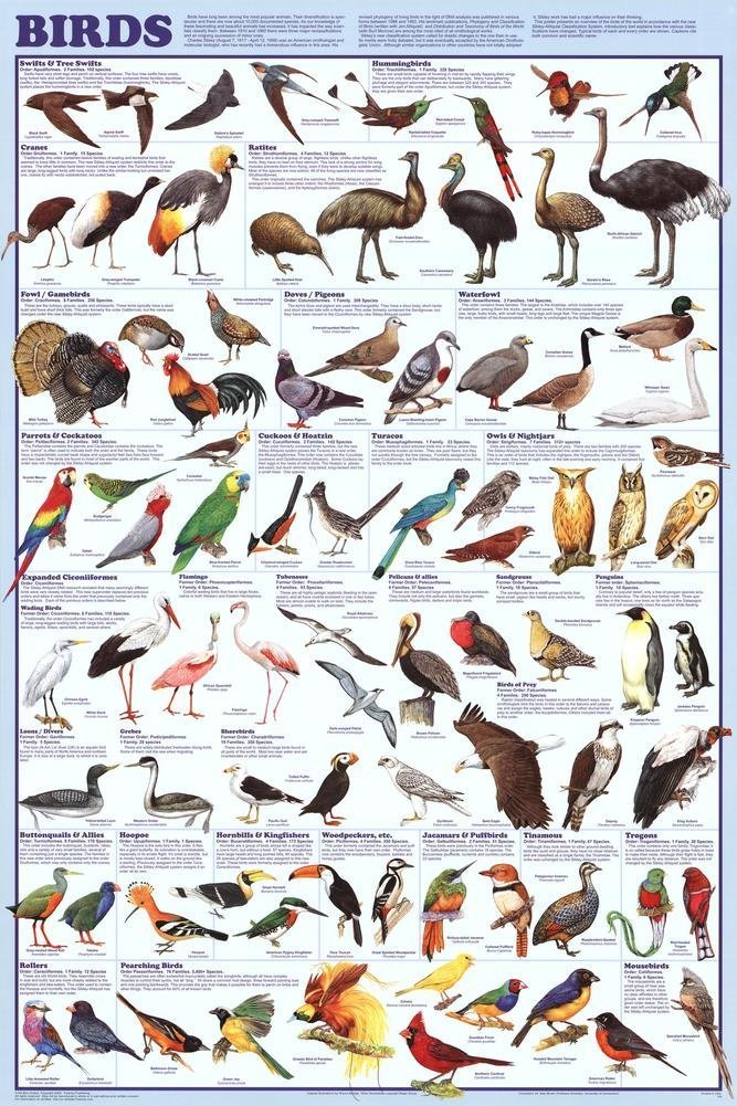 Feenixx Laminated Birds Identification Science Educational Chart Poster 24x36