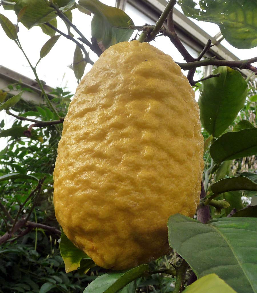 M-Tech Gardens Rare Etrog Citron Ganapathy Lemon Fruit Live Seedling Plant (B07ZDF1RQF) Amazon Price History, Amazon Price Tracker