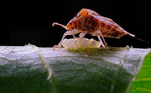 Miniatura 6 de TTArtisan 40mm F2.8 APS-C Macro Lens 1:1 Magnification Manual Focus Camera Lens for Sony E Mount Camera A6000 A6100 A6300 A6400 A6500 NEX-3 NEX-5-3N