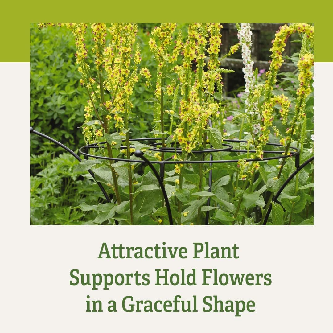 Gardener's Supply Company Essex Plant Support Frame for Peonies, Rose, Ornamental Flower Garden Cage - Wide Top Rings Natural Bouquet Shape - 38" H x 23" D
