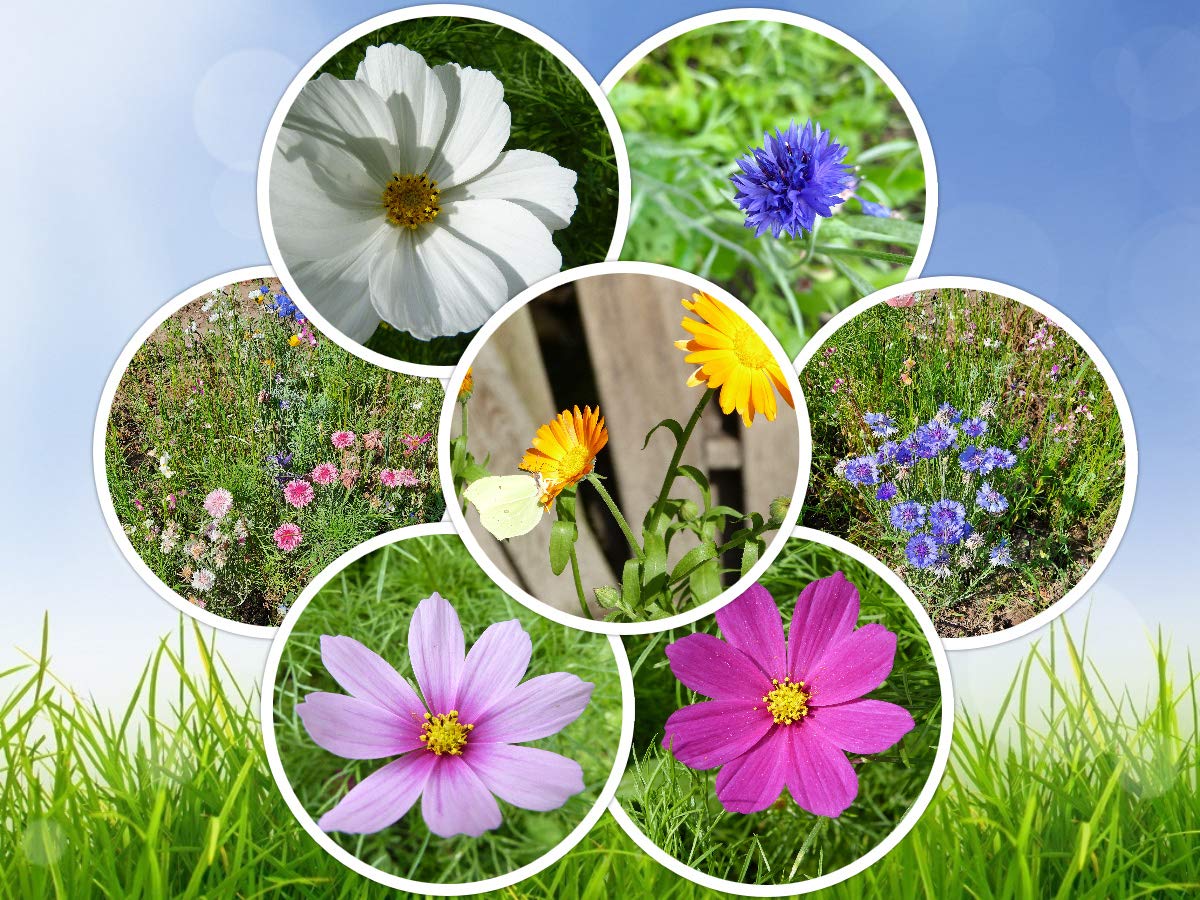 Blumensamen Bienenfreude Wildblumenmischung Saatgut Insekten Bienen bunte Seedbombs Samen 100-500 m² zur Auswahl ein- und mehrjährig (für 500 qm)
