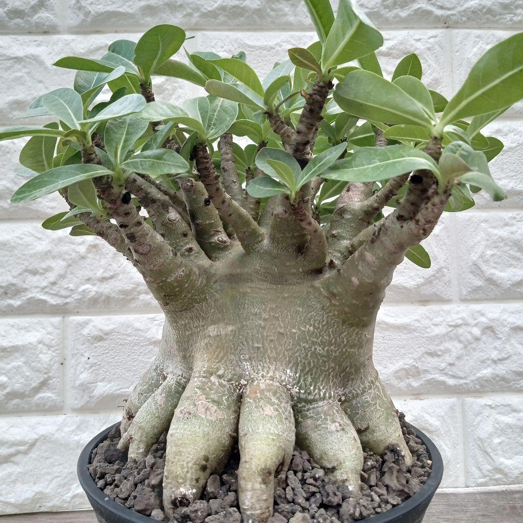 Amazon.co.jp: g68 アデニウム ドワーフ タコ足 塊根植物