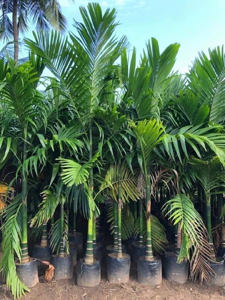 Supari tree plant, plant for supari tree (pack of 2) (B0CHRYP2L3) Amazon Price History, Amazon Price Tracker