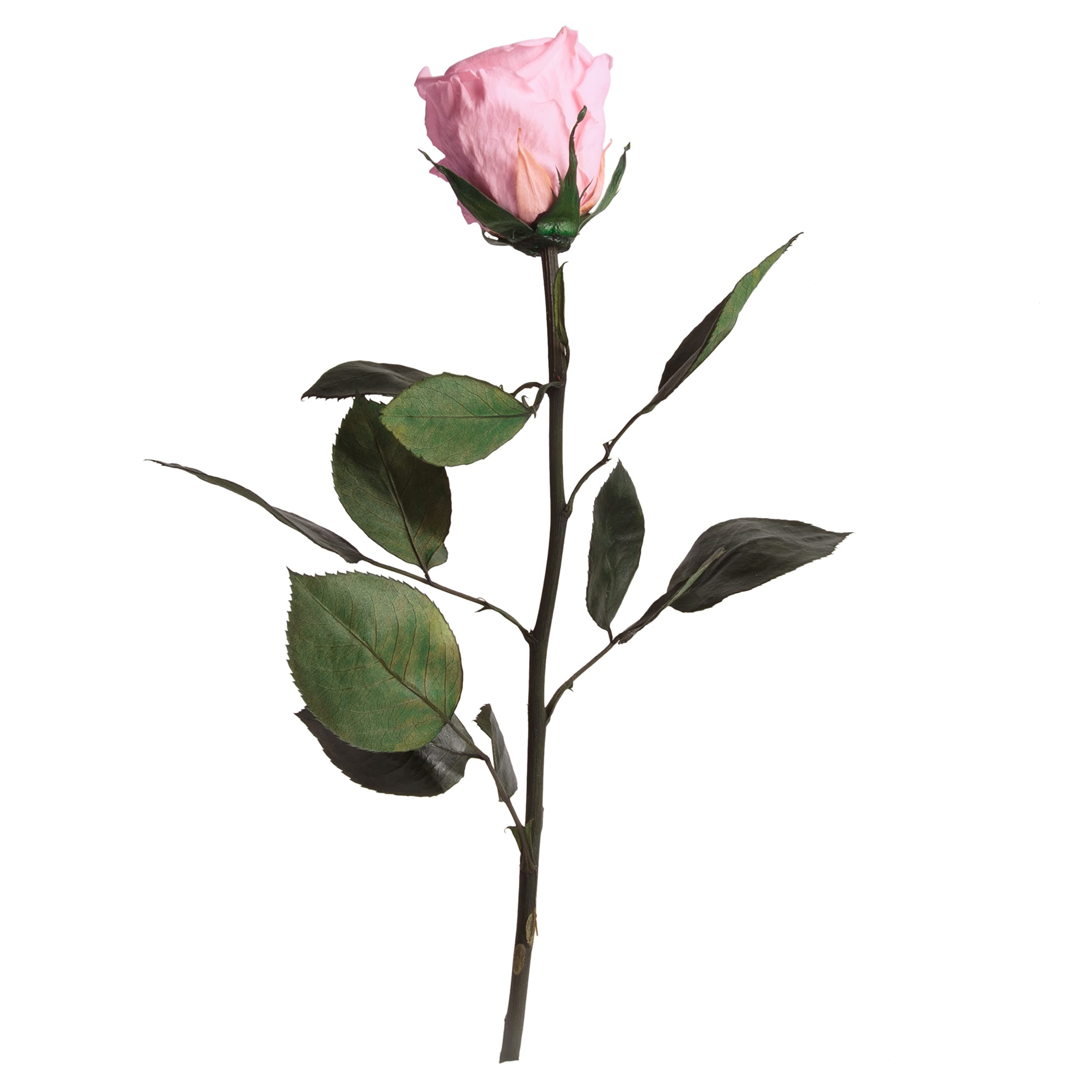 Long Pink Roses Long Stem Pink Rose Pauline Dozen Long Stem Pink Roses In A Vase In