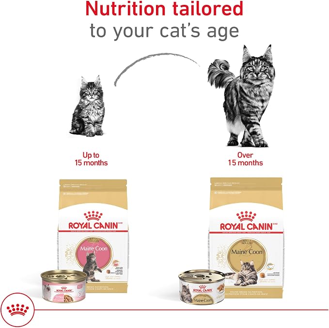 Royal Canin Maine Coon Adult comida húmeda 3 oz pack 24 miniatura 4