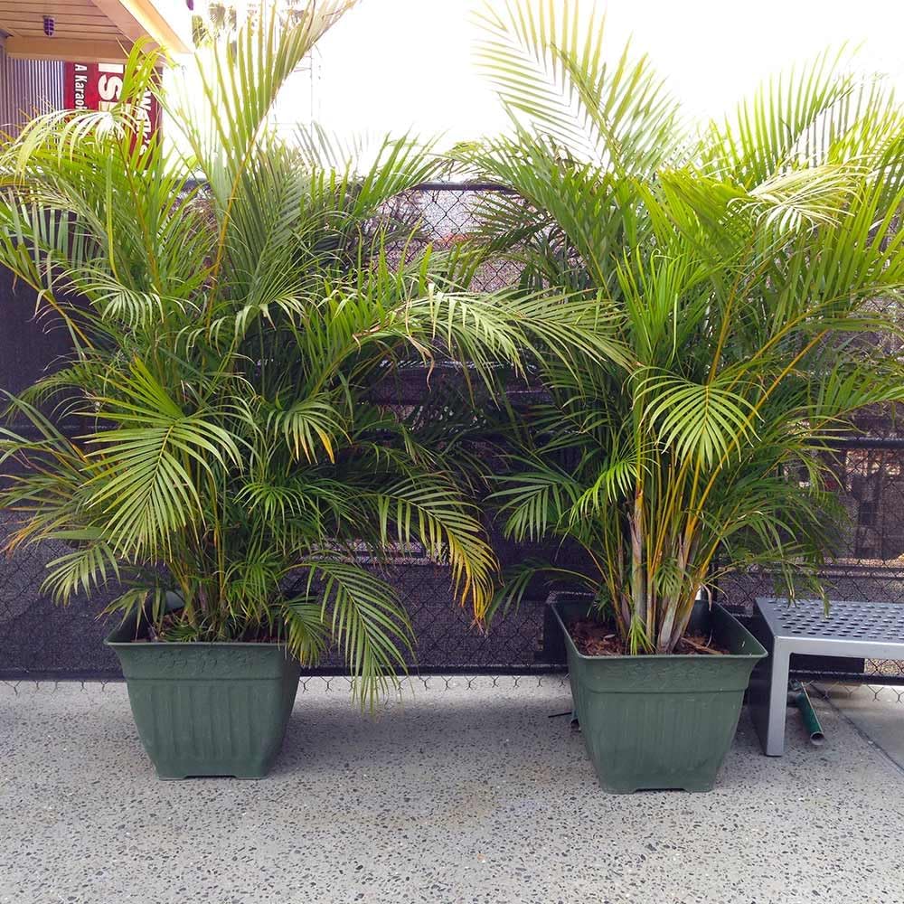 Areca Palm Live Plant - Air Purifier & Decor -4 Areca Palm Live Plant - Air Purifier & Decor -4