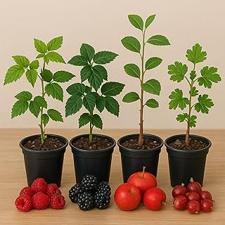 Jam & Jelly Grower’s Kit – 4 Live Fruit Plant Seedlings – Red Caroline Raspberries, Triple Crown Blackberries, Red Gooseberries & Crab Apple Trees – 1 Seedlings of Each Variety for Homemade Preserves