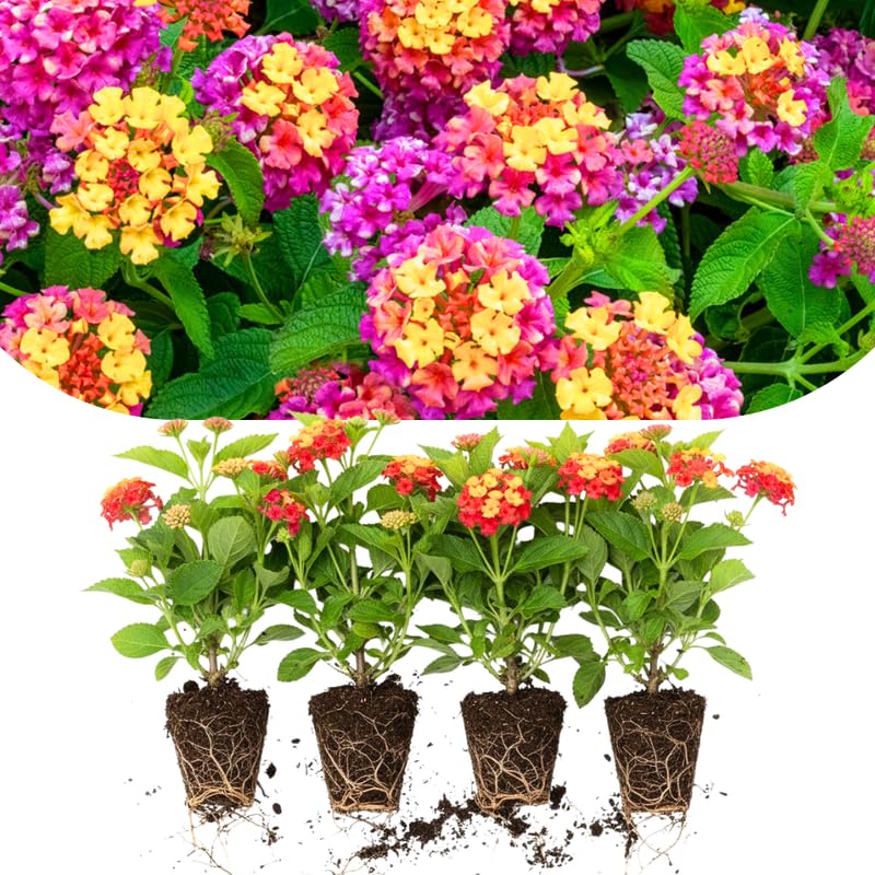 Pack 4 Lantana Plants Live Fast-Growing Flowering Perennials for Garden or Containers 4-8 Inches Tall Yellow Pink Red Blooms