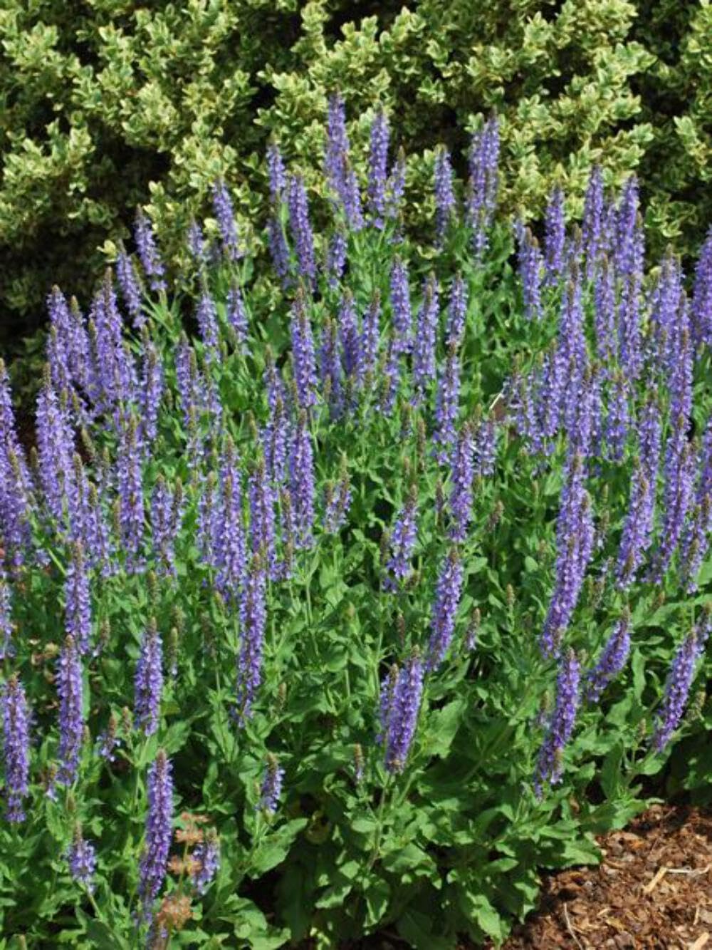 Perennial Farm Marketplace Salvia Blue Hill