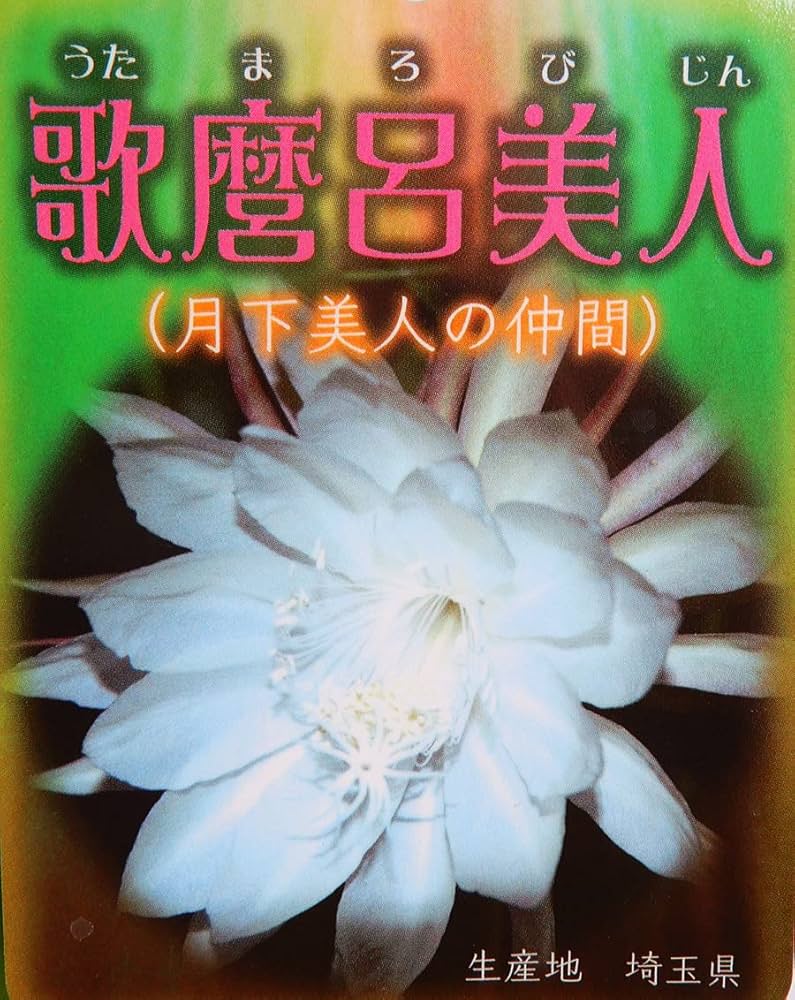 Amazon.co.jp: 孔雀サボテン 交配種 歌麿呂美人 花なし・開花