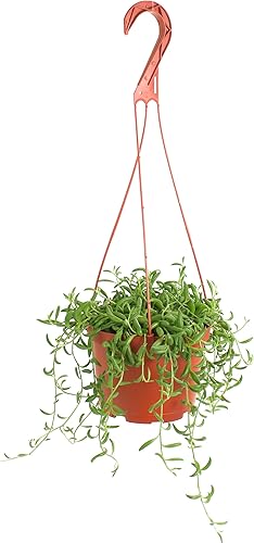 Shop Succulents Cadena de plátanos colgantes suculentas, planta suculenta viva de 6 pulgadas con colgador, planta de interior de bajo mantenimiento,