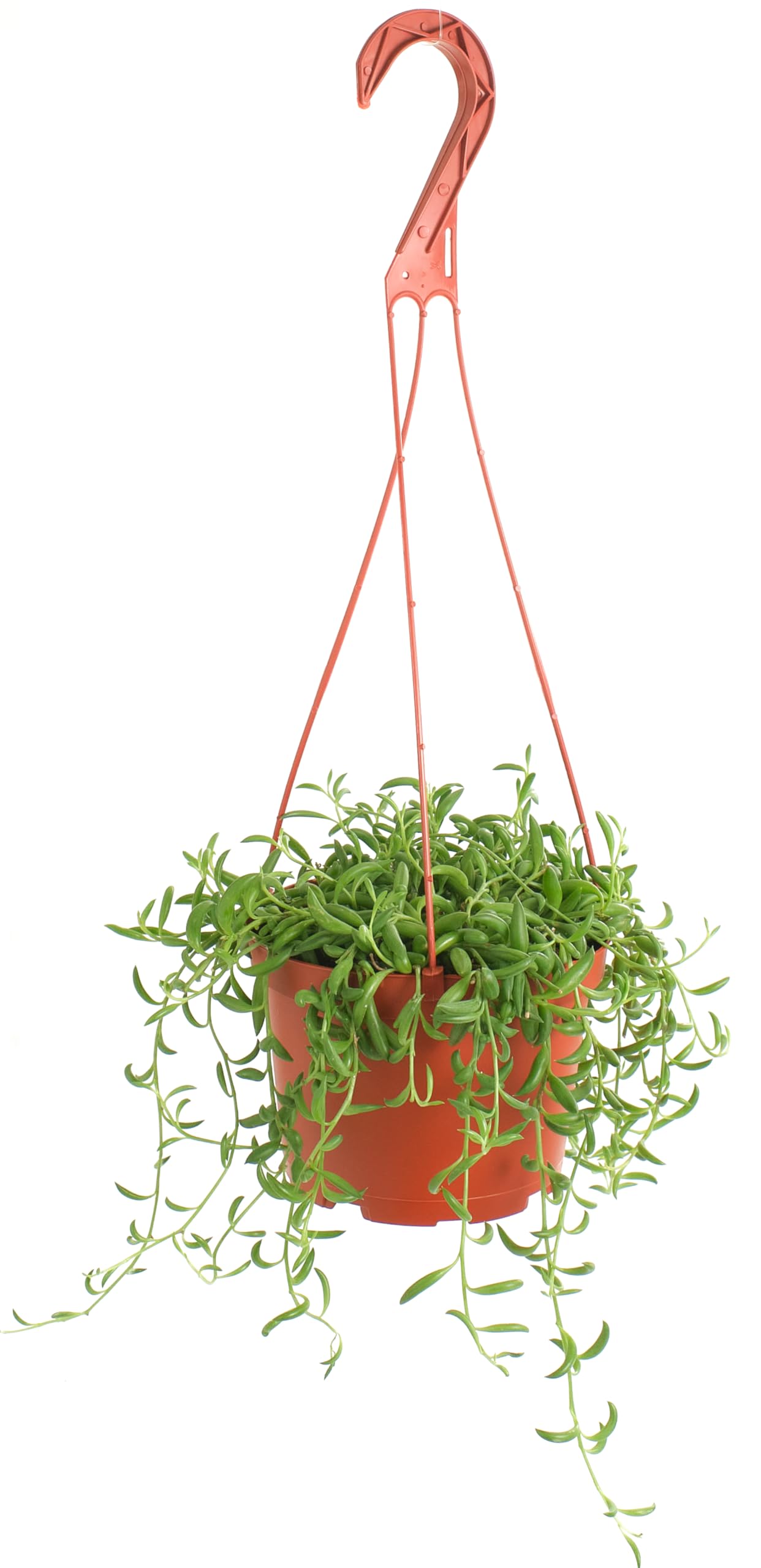 Amazon.com : Shop Succulents String of Bananas Hanging Succulent, Fully  Rooted Live 6" Succulent Plant with Hanger, Low Maintenance Indoor Plant, Trailing  Succulents, Gift & Garden : Patio, Lawn & Garden
