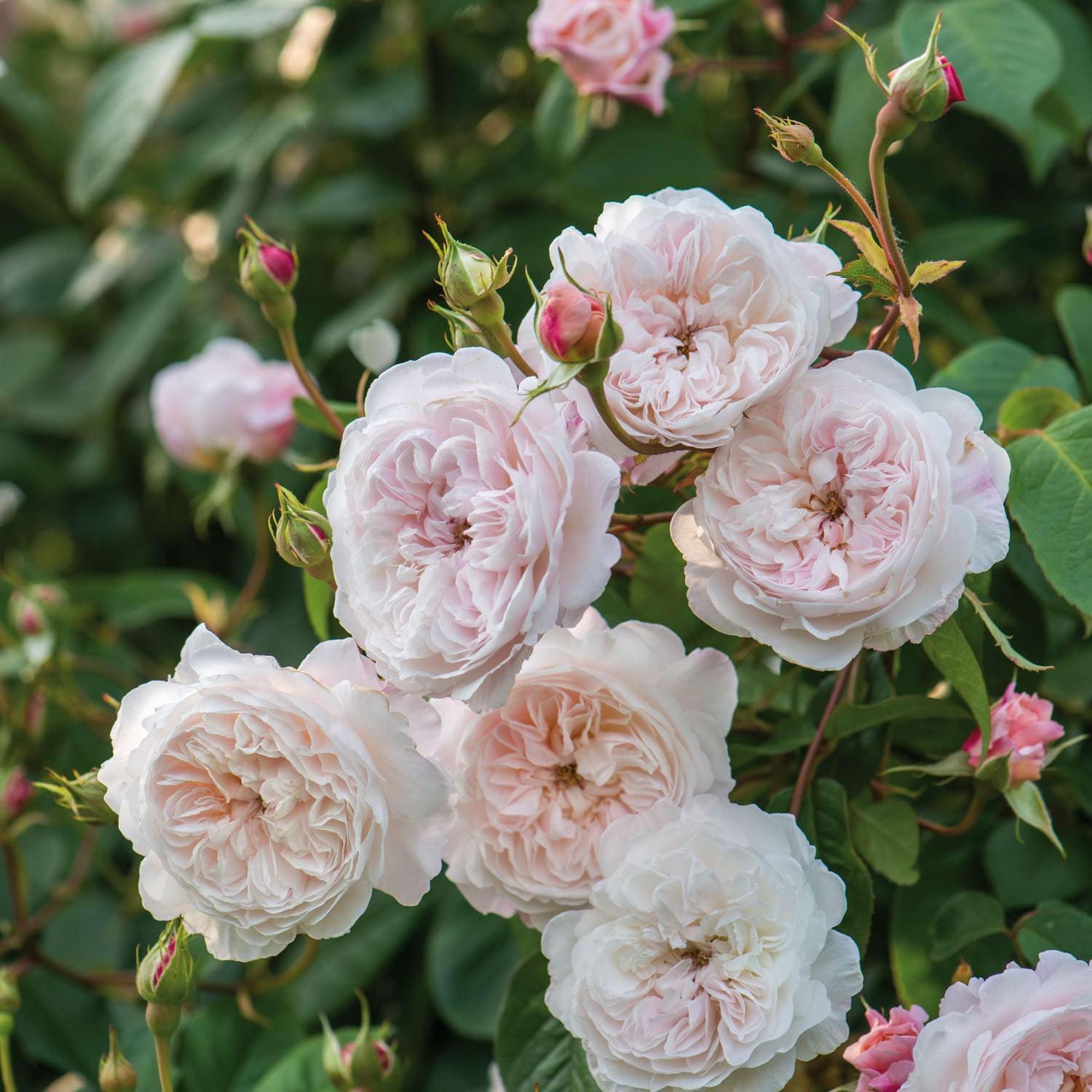 Ramblerrose 'The Albrighton Rambler' von David Austin, ausgezeichnete englische Markenrose, lange Blüte, pflegeleicht, robust und winterhart, Blütezeit Juni bis Oktober, 5 Liter Topf